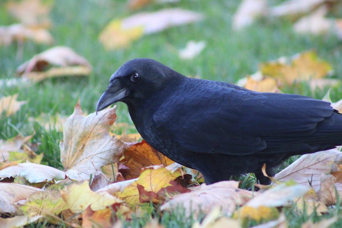 A website that lets people log and describe their crow encounters tracked around 30 incidents in and around Victoria this year. (Jake Romphf/News Staff)