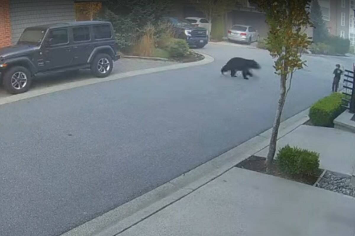 A young boy had a close encounter with a black bear in a residential Port Coquitlam neighbourhood earlier this month. (Screenshot/YouTube/jrmynet)
