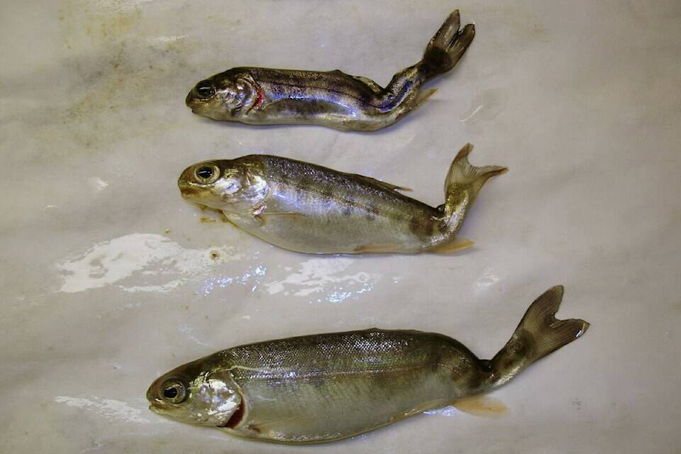 Rainbow trout infected with whirling disease which damages the backbone of the fish causing them to swim in a whirling pattern. (Photo: Sascha Hallett, fishpathogens.net)