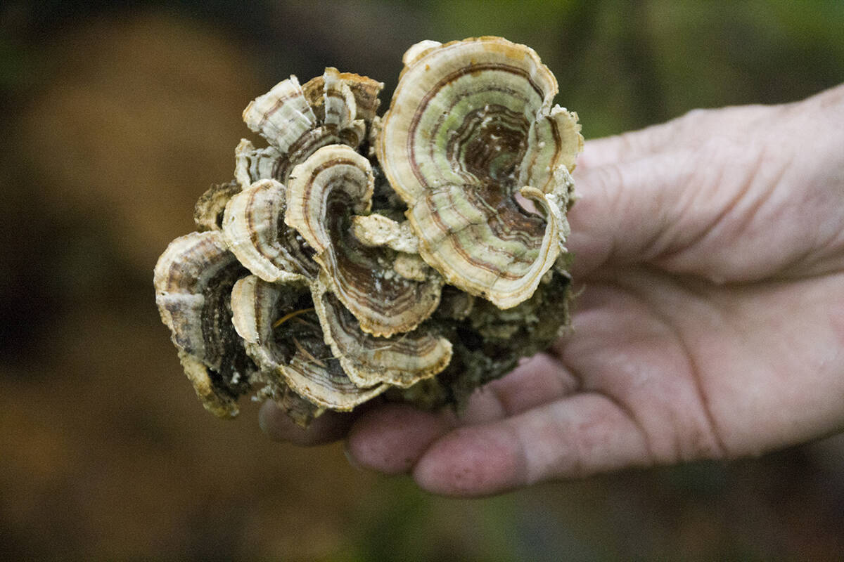 There are many types of mushrooms to be found in the fall forests of the B.C. coast. (Lake Cowichan Gazette file)