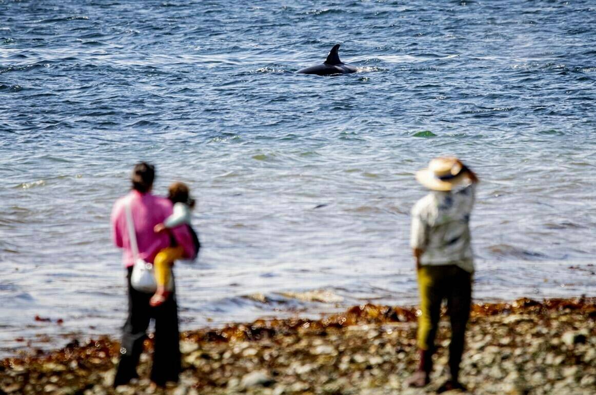 In this photo provided by biologist and wildlife advocate Kersti Muul, people watch a whale swimming by a Seattle’s Lincoln Park, on April, 2021. Muul created a Salish Wildlife Watch, a WhatsApp group chat that alerts people to when whales are in the area, prompting many people to race to shorelines to try to catch a glimpse of the giant marine mammals. (Kersti Muul via AP)