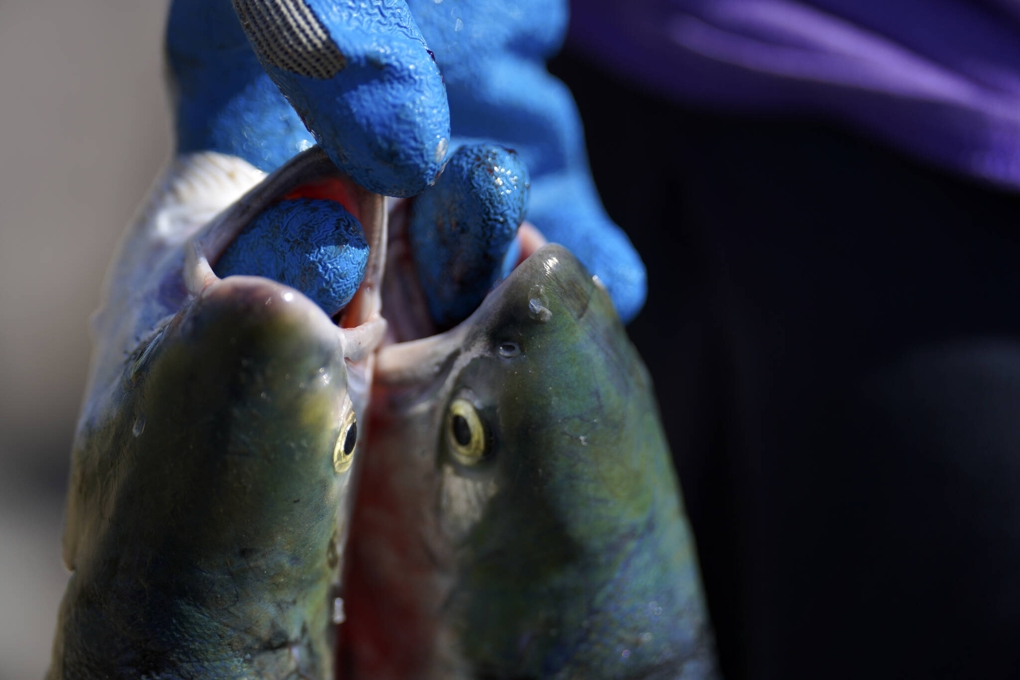 A pair of freshly caught salmon. (AP Photo/Jessie Wardarski)