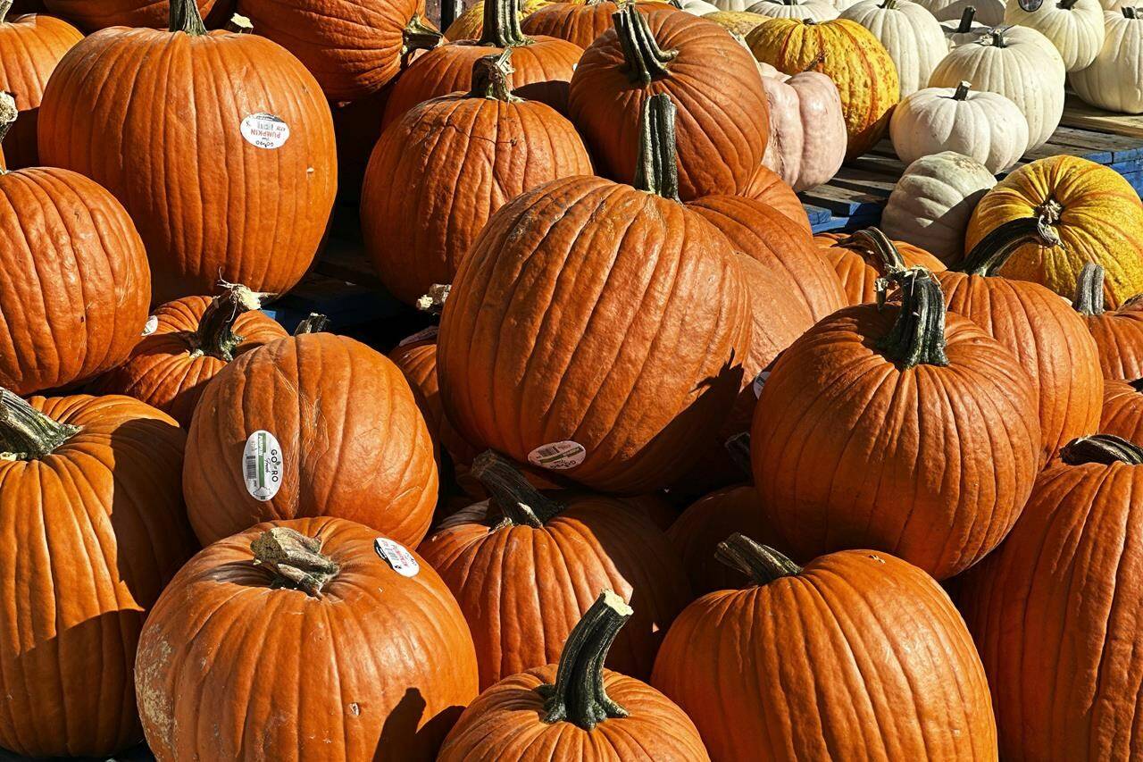 Weather vagaries this year caused by climate change have turned the Halloween pumpkin harvest spooky. Pumpkins are displayed outside of a grocery store in Mount Prospect, Ill., Friday, Sept. 15, 2023. THE CANADIAN PRESS/AP/Nam Y. Huh