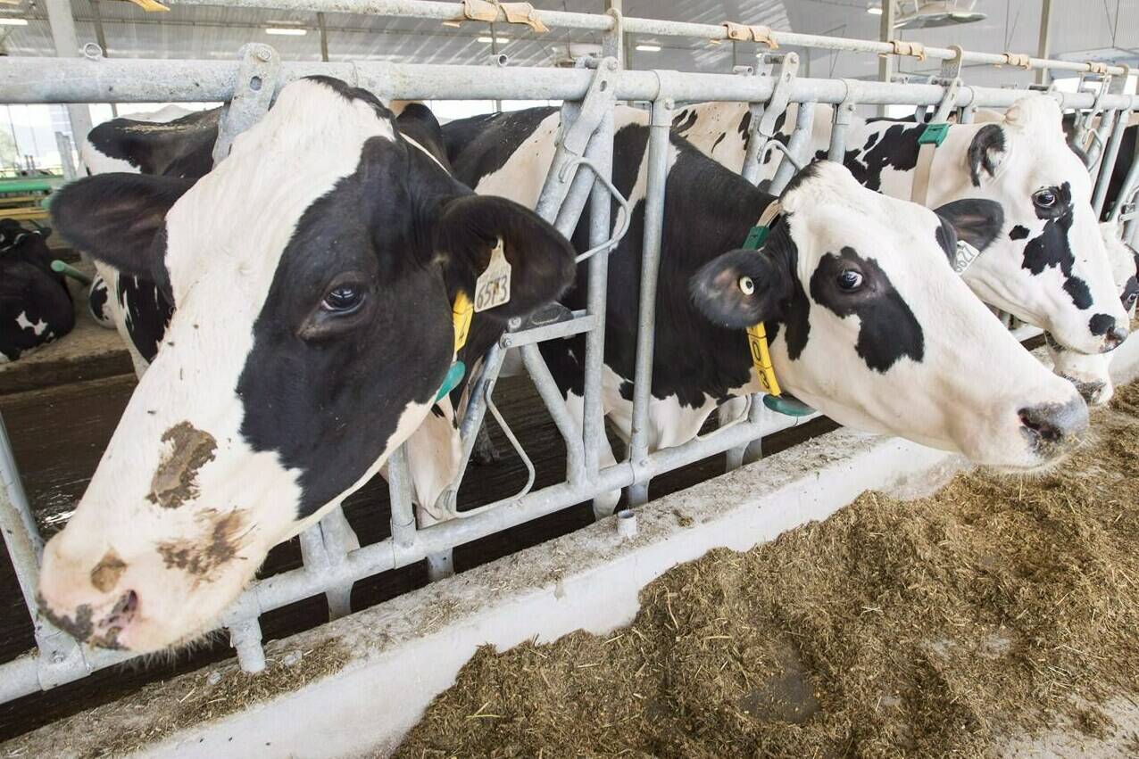 The Canadian Dairy Commission says it’s delaying a planned increase to the farmgate price of milk by three months after calls to pause increases as the food industry grapples with pressure to stabilize food prices. Dairy cows are seen at a farm Friday, August 31, 2018 in Sainte-Marie-Madelaine Quebec. THE CANADIAN PRESS/Ryan Remiorz