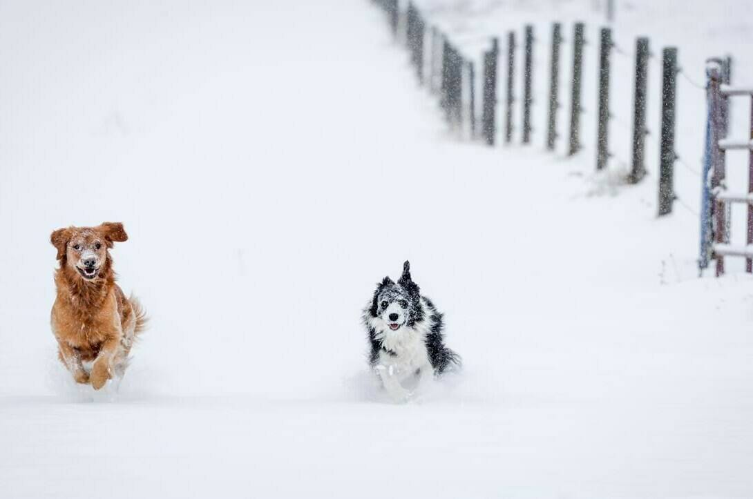 Dogs Daisy, left, and Maggie race through fresh snow near Cremona, Alta., Tuesday, Oct. 24, 2023. While many people can experience health and sleep complications that come with seasonal time changes, many don't realize their furry friends can feel the effects too. THE CANADIAN PRESS/Jeff McIntosh