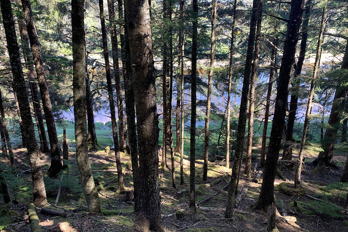 FILE - A view through the trees on the Pesuta Trail in Naikoon Provincial Park. On Friday, July 3, 2020. B.C. has bought 109 hectares of land to expand five provincial parks, including 64 hectares for Naikoon. (Karissa Gall/Haida Gwaii Observer)