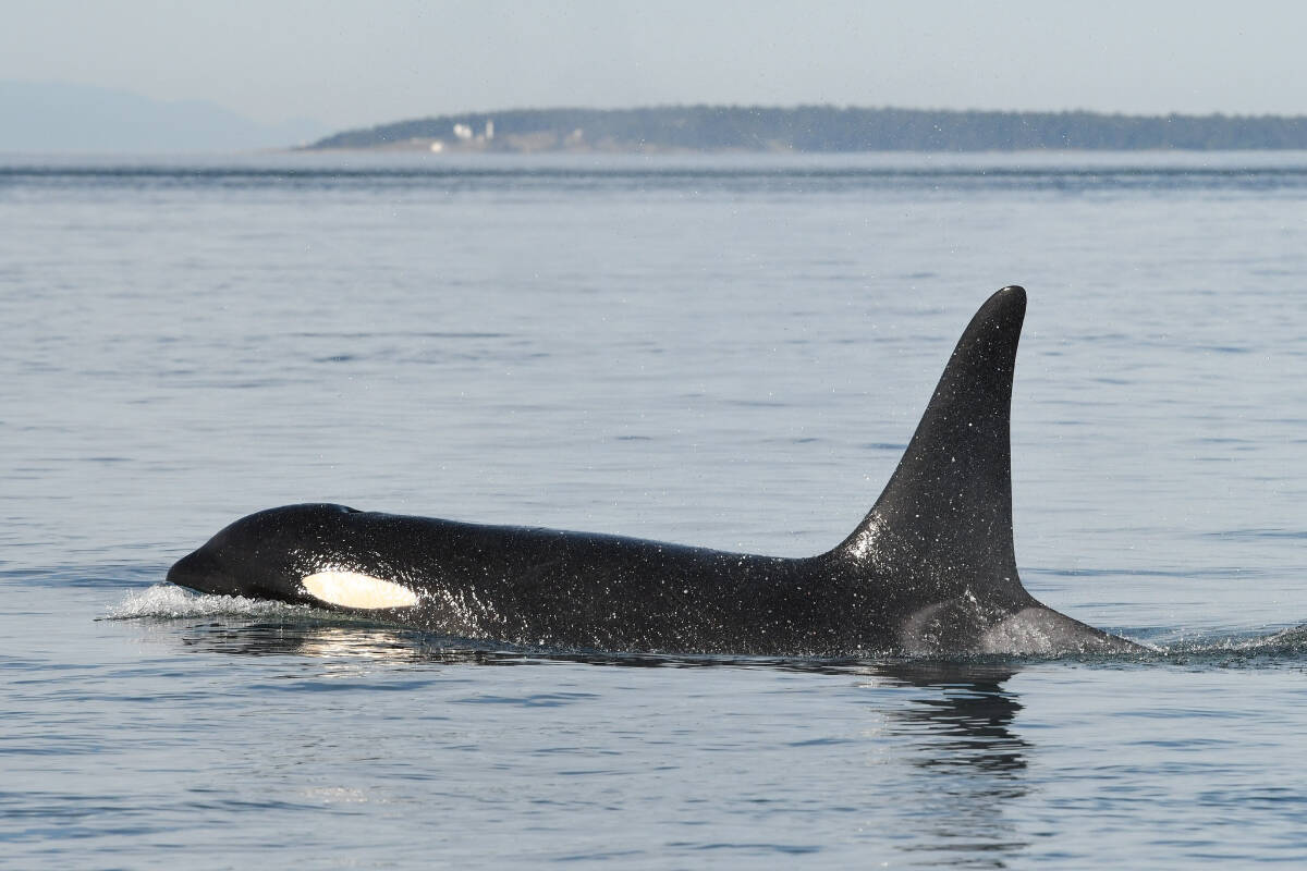 Southern resident killer whale K34 has not been seen during the Center for Whale Research’s last three encounters with K Pod. (Center for Whale Research/Facebook)