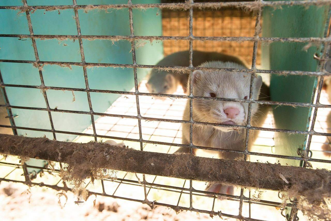 A mink stares out of its pen at a fur farm near St. Marys, Ont., Thursday, July 9, 2015. THE CANADIAN PRESS/Geoff Robins