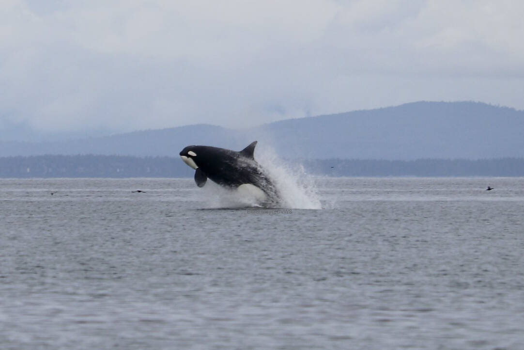 Bigg’s orcas identified by Comox Valley Wildlife Sightings as T049A1, T124s and T090s were spotted hunting off Point Holmes and Kye Bay earlier this year. (File photo by Ella Smiley/Comox Valley Wildlife sightings)