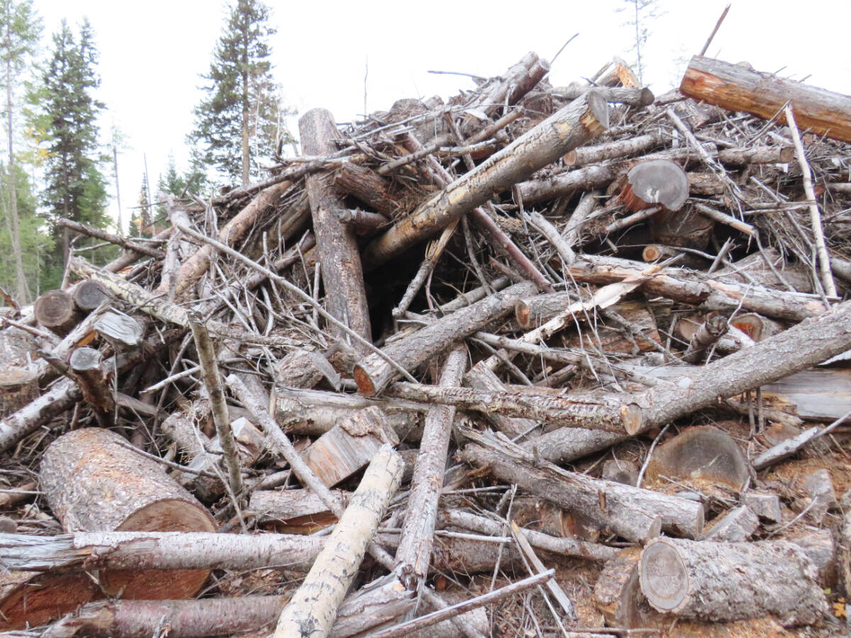 An entranceway to a potential bear den in a Cariboo slash pile. (Paul Blackwell photo)