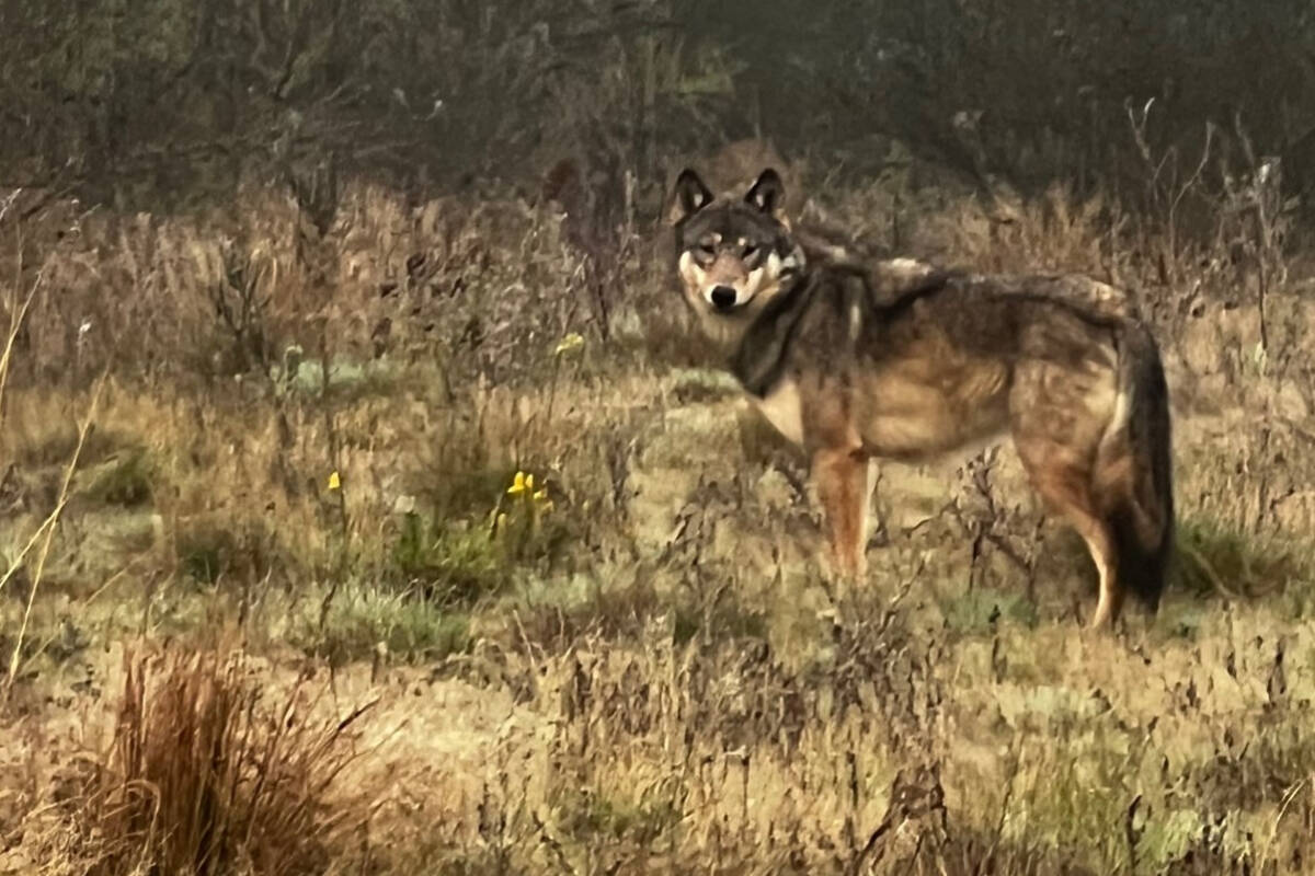 A wolf-hybrid dog is on the loose outside of Parksville. (Photo courtesy Vaughan Roberts)