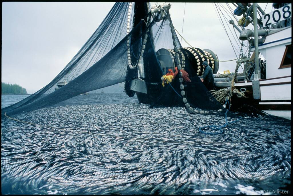 Calls for a last-minute moratorium are intensifying as the start of Pacific herring season in the Straight of Georgia (SoG) approaches on Nov.24. (Courtesy of Ian McAllister)