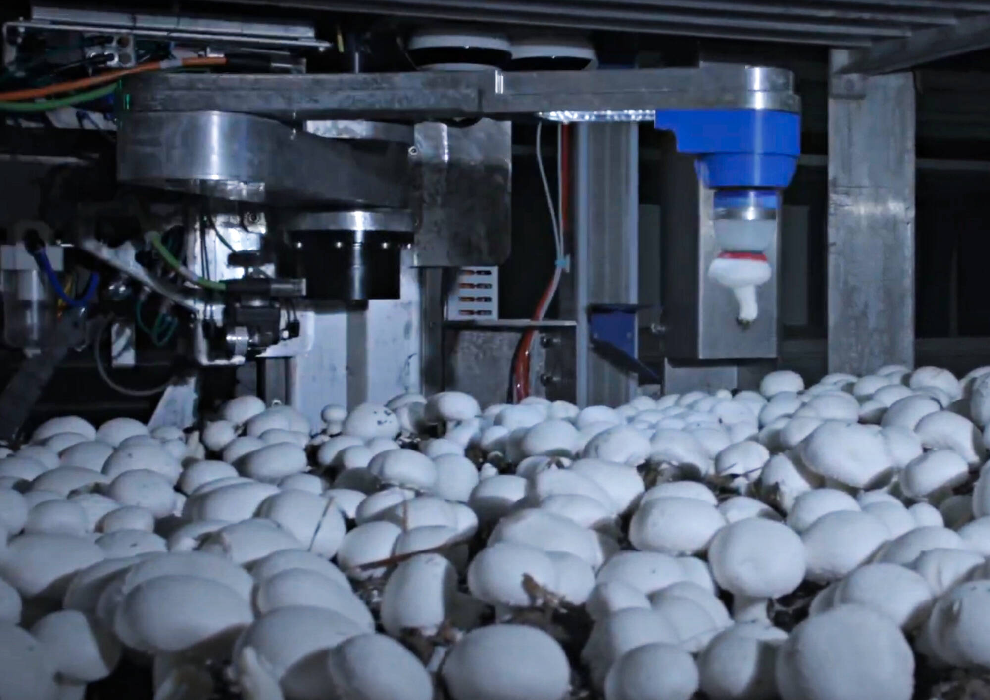 Salmon Arm’s 4AG Robotics (formerly TechBrew Robotics) has secured $17.5 million in financing to accelerate the development and deployment robotic solutions for mushroom harvesting. (TechBrew Robotics/Youtube image)