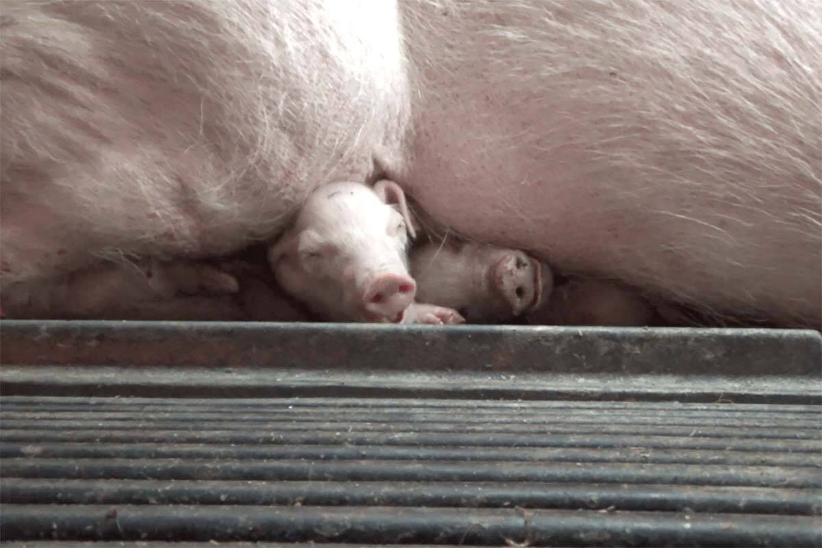 The group Animal Justice has released video that they say shows animal cruelty at Excelsior Hog Farm in Abbotsford, including piglets being crushed by their “caged mother.”