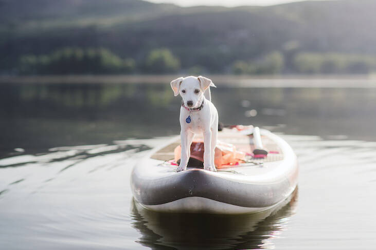 Vernon’s Rose the Jack Russell mix is featured in the month of June on the national 2024 Companions for Change calendar. (Beacon Communications photo)