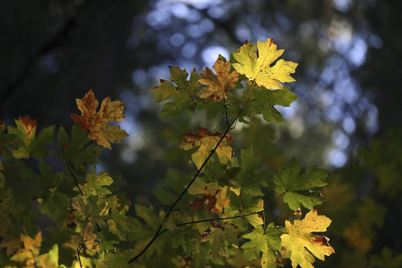 Sun shines on leaves on a big leaf maple tree in the Willamette National Forest, Ore., Friday, Oct. 27, 2023. In recent years, at least 15 native tree species in the region have experienced growth declines and die-offs, with 10 linked to drought and warming temperatures, according to recent studies and reports. (AP Photo/Amanda Loman)