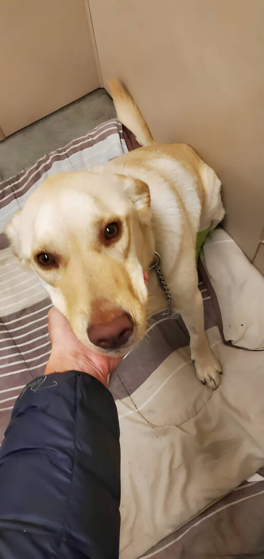 A two-year-old husky-labrador mix that was recently surrendered to the B.C. SPCA location after a horrible dog attack will soon be up for adoption.