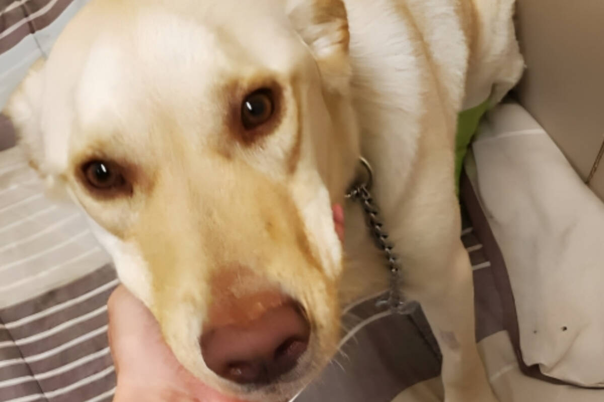 A two-year-old husky-labrador mix that was recently surrendered to the B.C. SPCA location after a horrible dog attack will soon be up for adoption.