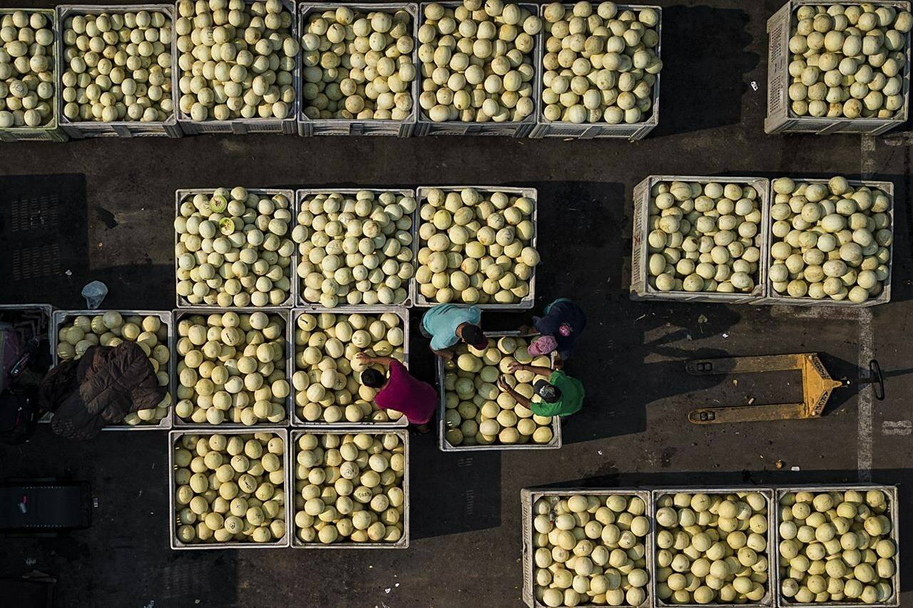 <div>The Canadian Food Inspection Agency is recalling three brands of cantaloupes because they may be contaminated with salmonella. Aerial view of vendors setting up their cantaloupe stands to sell at Lo Valledor central wholesale produce market in Santiago, Chile, Thursday, Feb. 9, 2023. THE CANADIAN PRESS/AP-Matias Delacroix</div>
