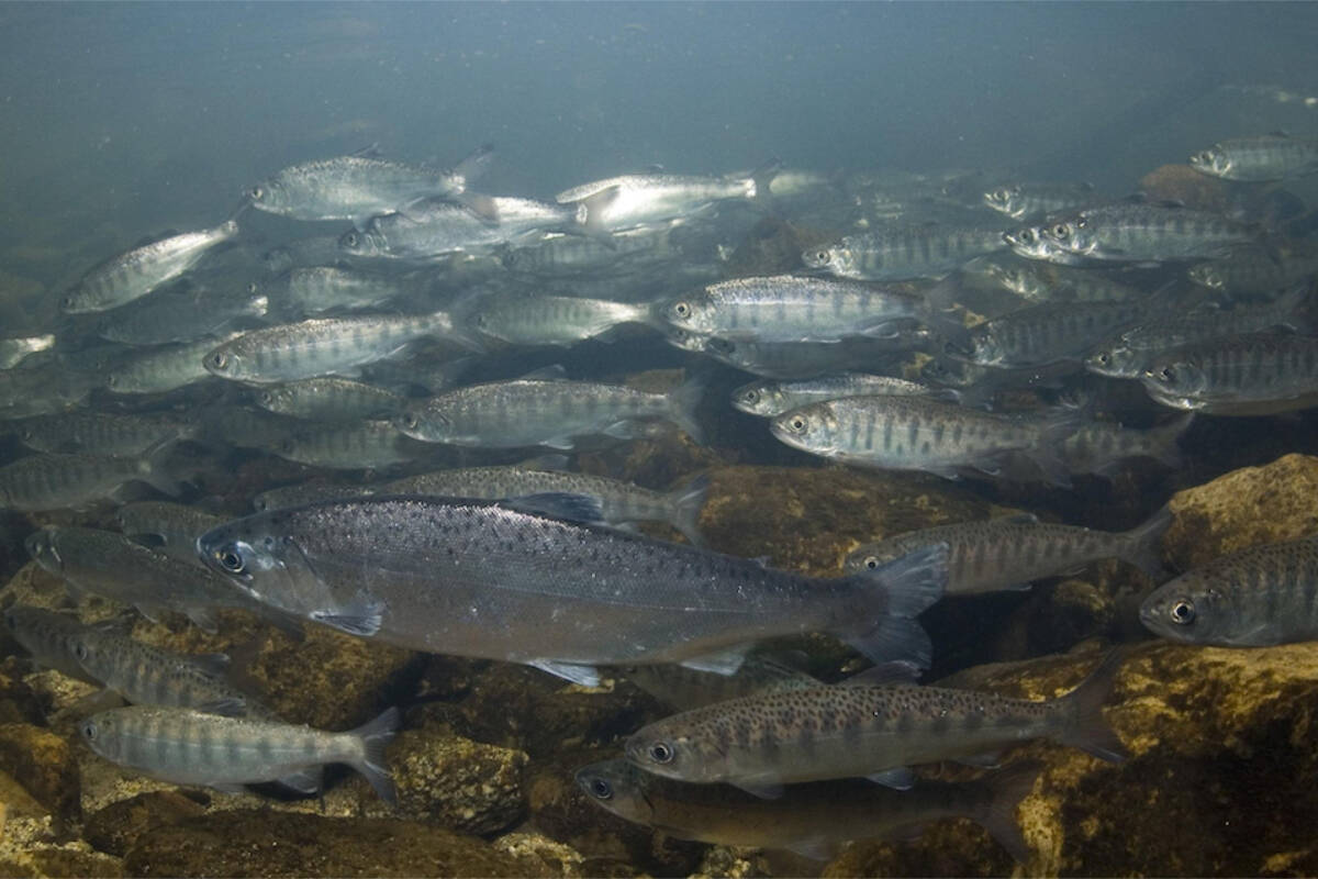 Coho salmon swim after being released from a hatchery. (National Marine Fisheries Service/Southwest Fisheries Science Center; Salmon Ecology Team photo)