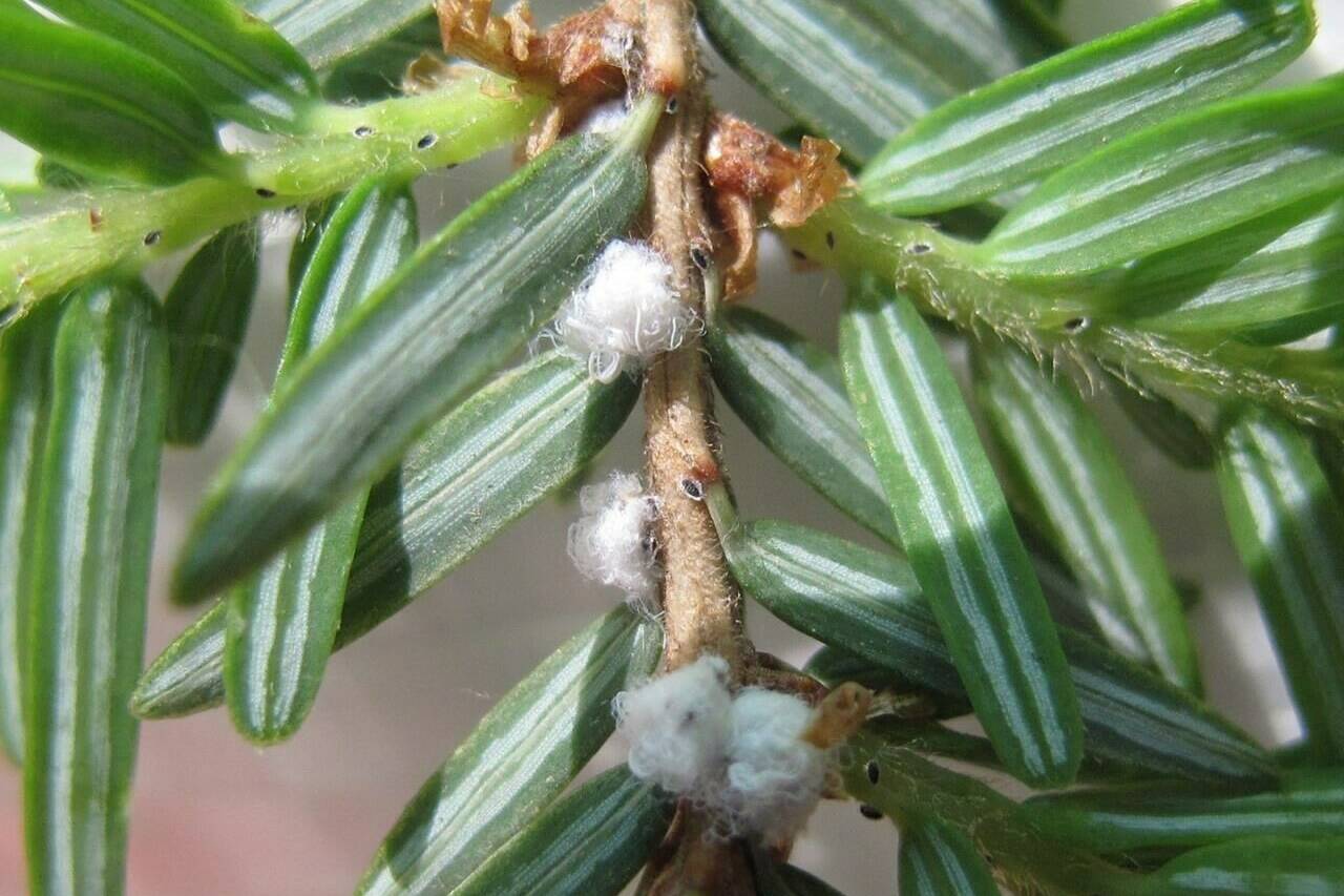 A woolly adelgid beetle is shown in a handout photo.The woolly adelgid was first seen in southwestern Nova Scotia in 2017, and has since been spreading northward. THE CANADIAN PRESS/HO-Ontario Ministry of Natural Resources and Forestry