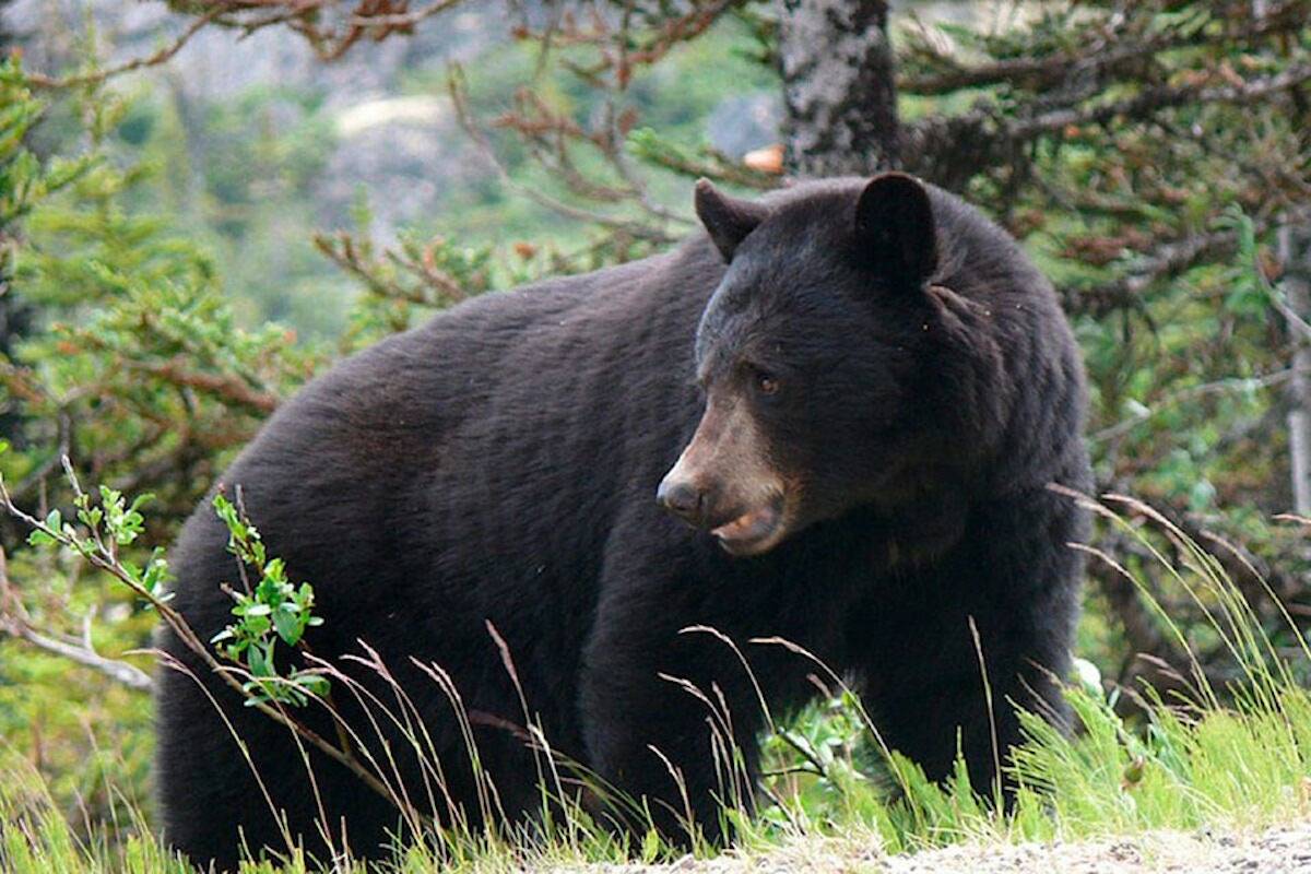Conservation Officers are investigating a bear attack in Salmon Arm that sent a woman to hospital with minor injuries after it “bit and shook her.” (Black Press Media file photo)