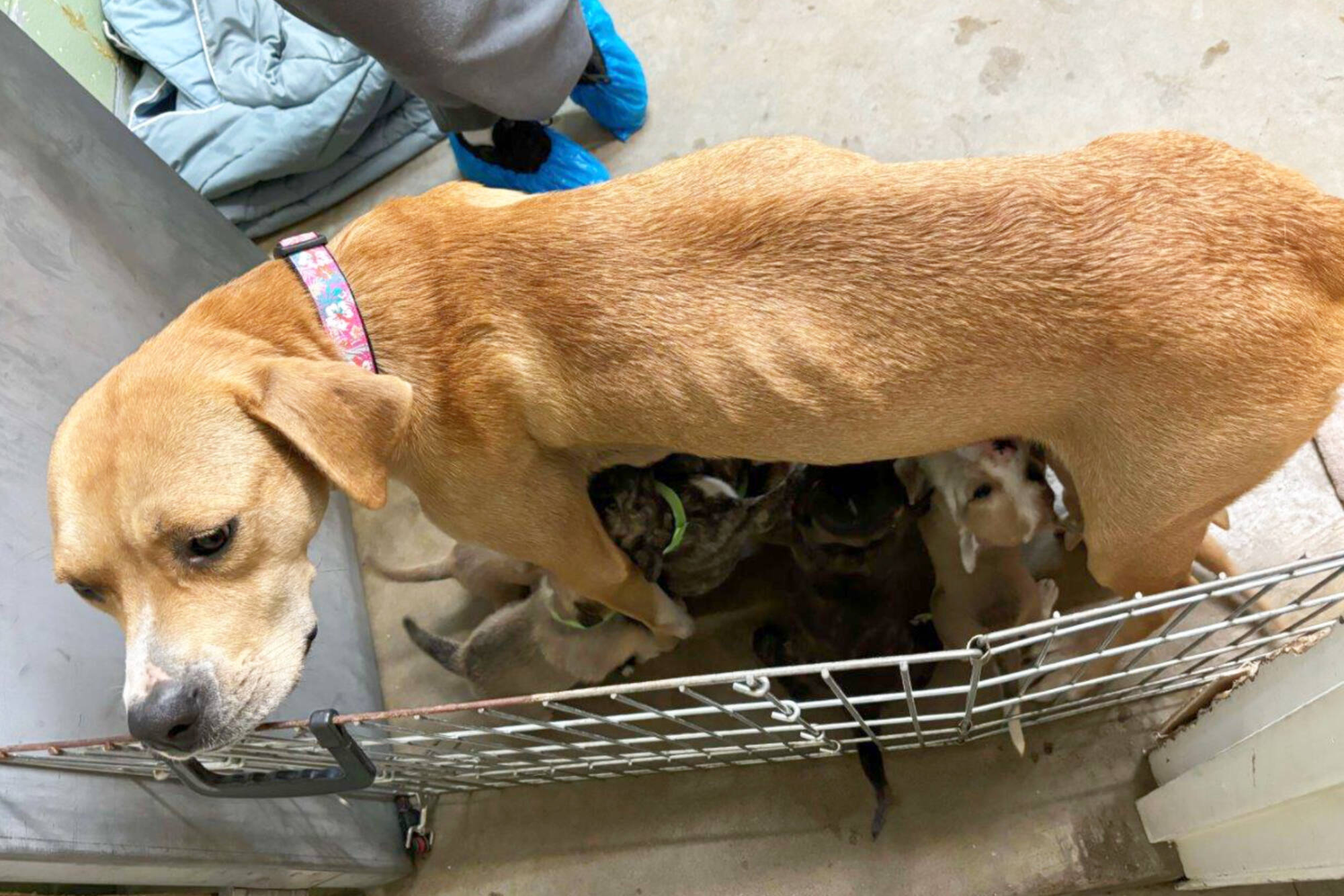 Two emaciated dogs and their 18 puppies were recently removed from a Chase property and are now receiving care through the BC SPCA. (Photo contributed)