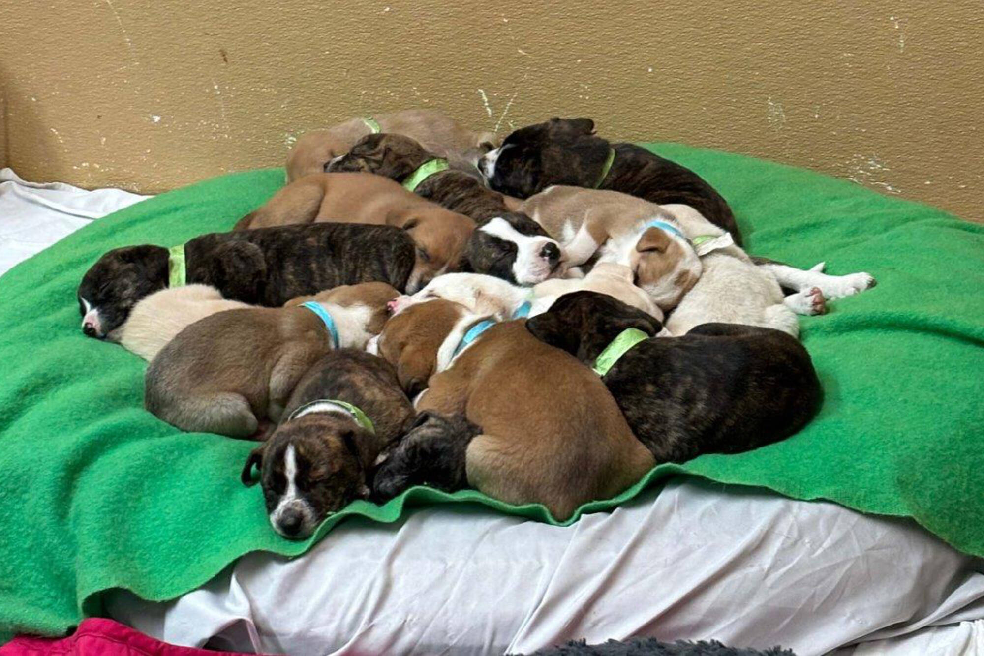 Two emaciated dogs and their 18 puppies were recently removed from a Chase property and are now receiving care through the BC SPCA. (Photo contributed)