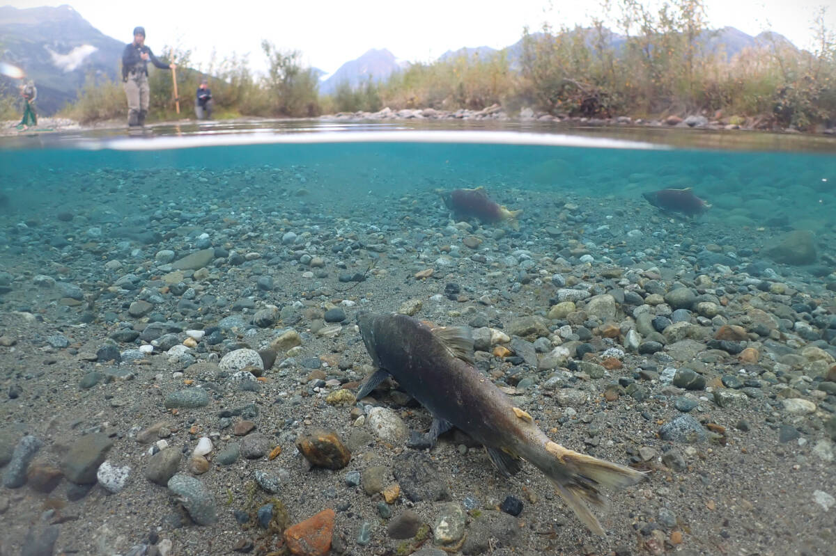 Sockeye salmon spawning in a clear groundwater channel. Location is in the Tulsequah subwatershed within the Taku watershed, B.C. (Credit: Jonathan Moore)