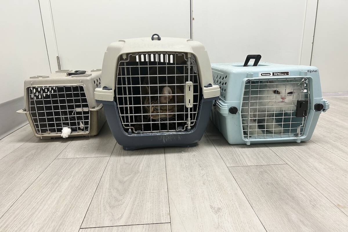 Cats left in crates on side of Vernon road. (OHS)