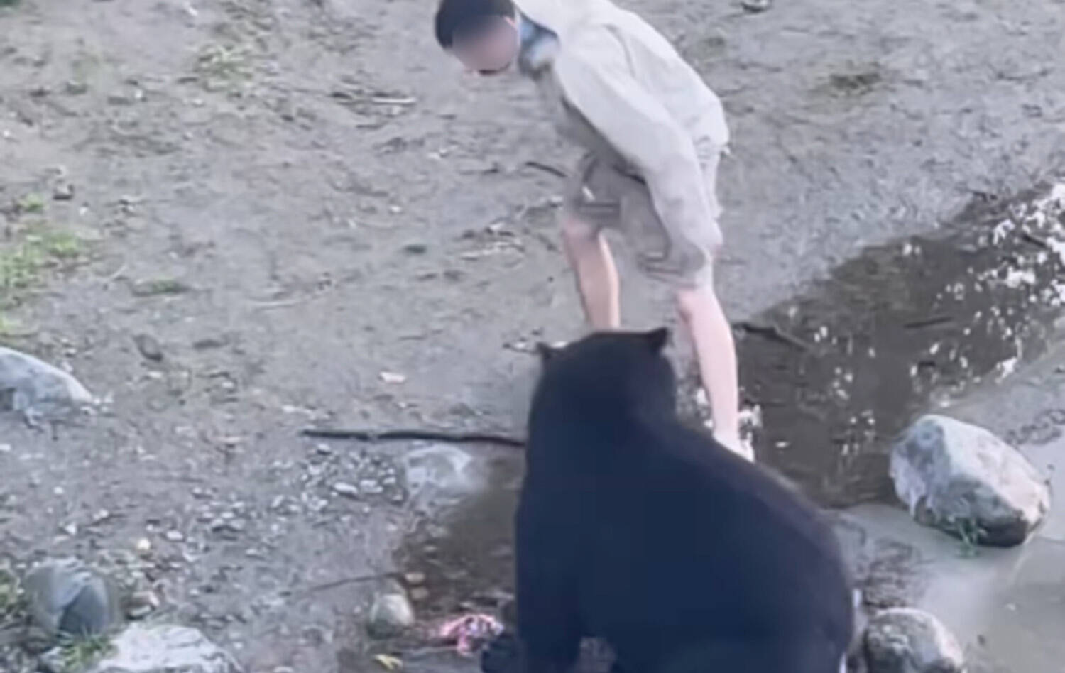 A bear snaps at a person who attempted to touch the animal's back while it fed on a salmon carcass on a beach of the Campbell River in September, 2023. (bl00k_/INSTAGRAM)