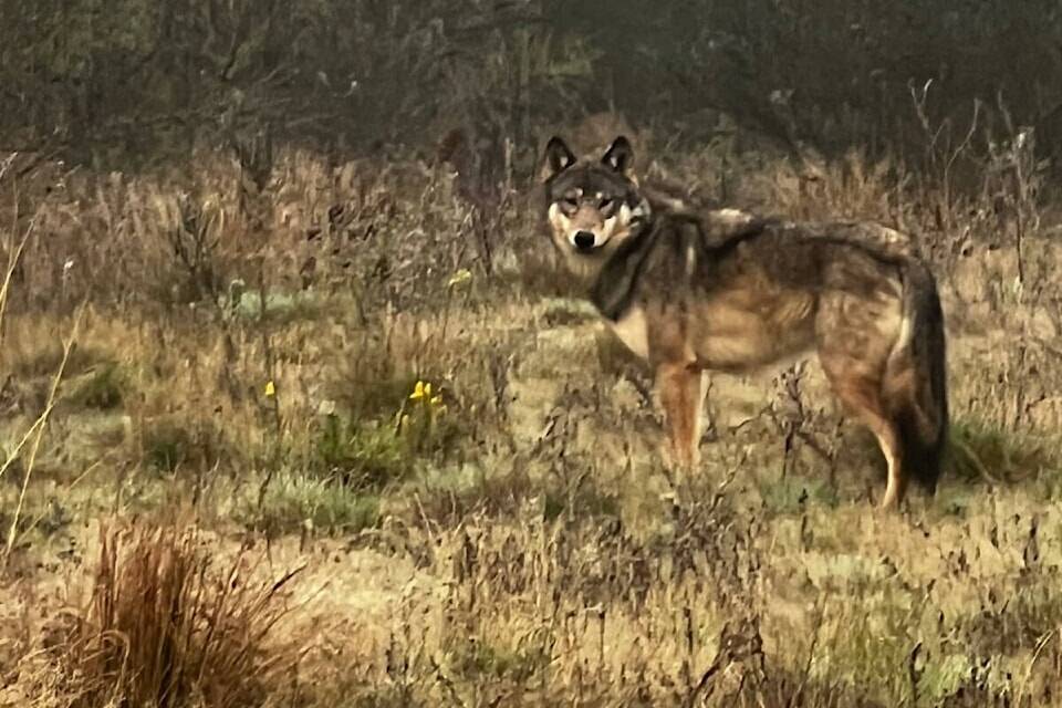 A wolf-dog hybrid is on the loose outside of Parksville. (Photo courtesy Vaughan Roberts)