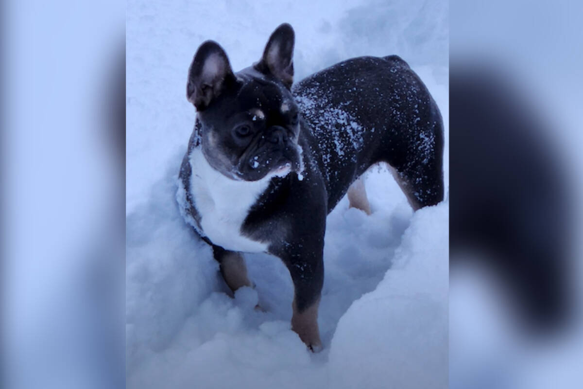 A Coombs family says their French Bulldog, Ocean, was killed by a wolf-dog hybrid at Coombs Country Campground. (Photo courtesy Vancouver Island Internet Television)