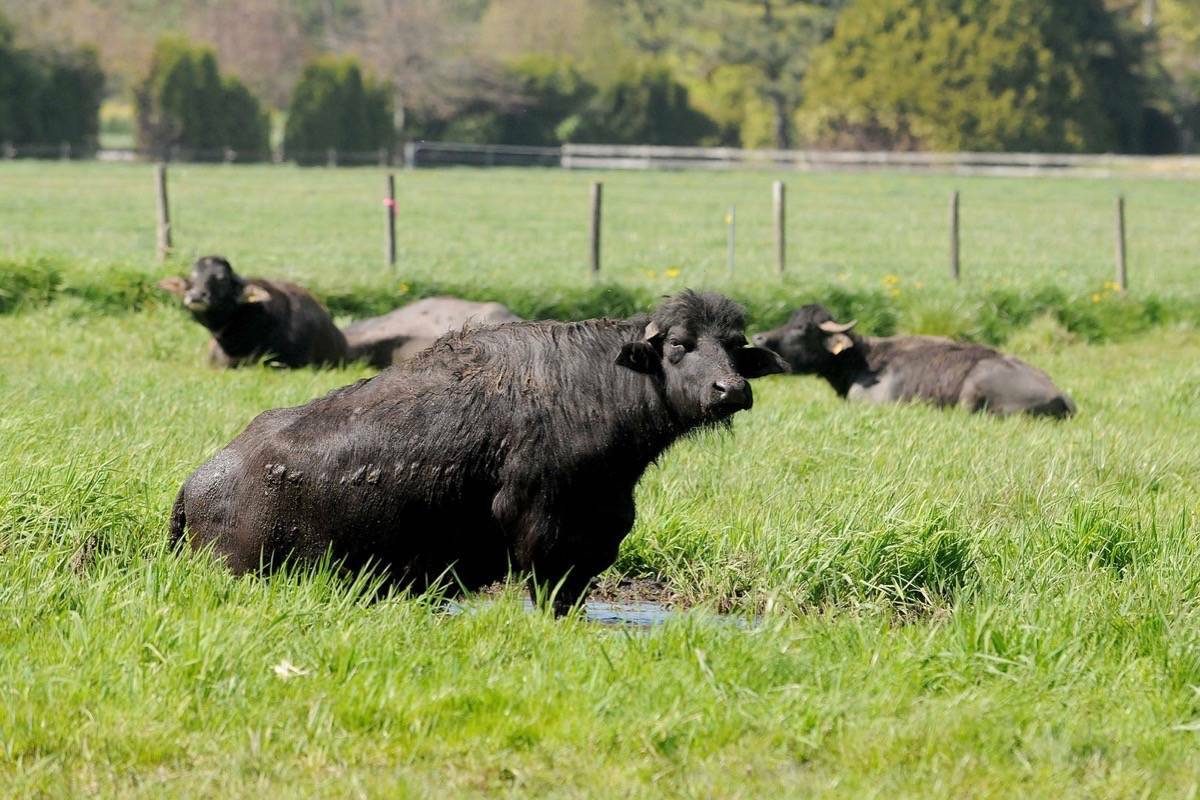 Earning their name for their propensity to lie in mud puddles and stay in shallow waters for countless hours, water buffalos use mud-wallowing as a means of thermoregulating their body temperature. File photo