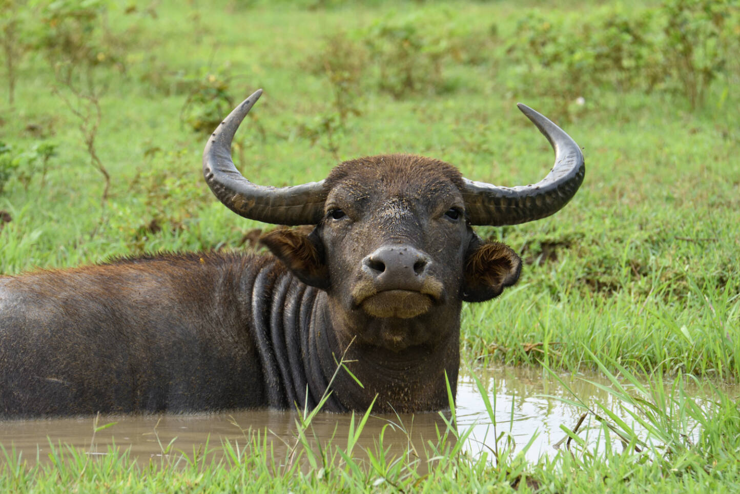 Water buffalo. ADOBE STOCK IMAGE