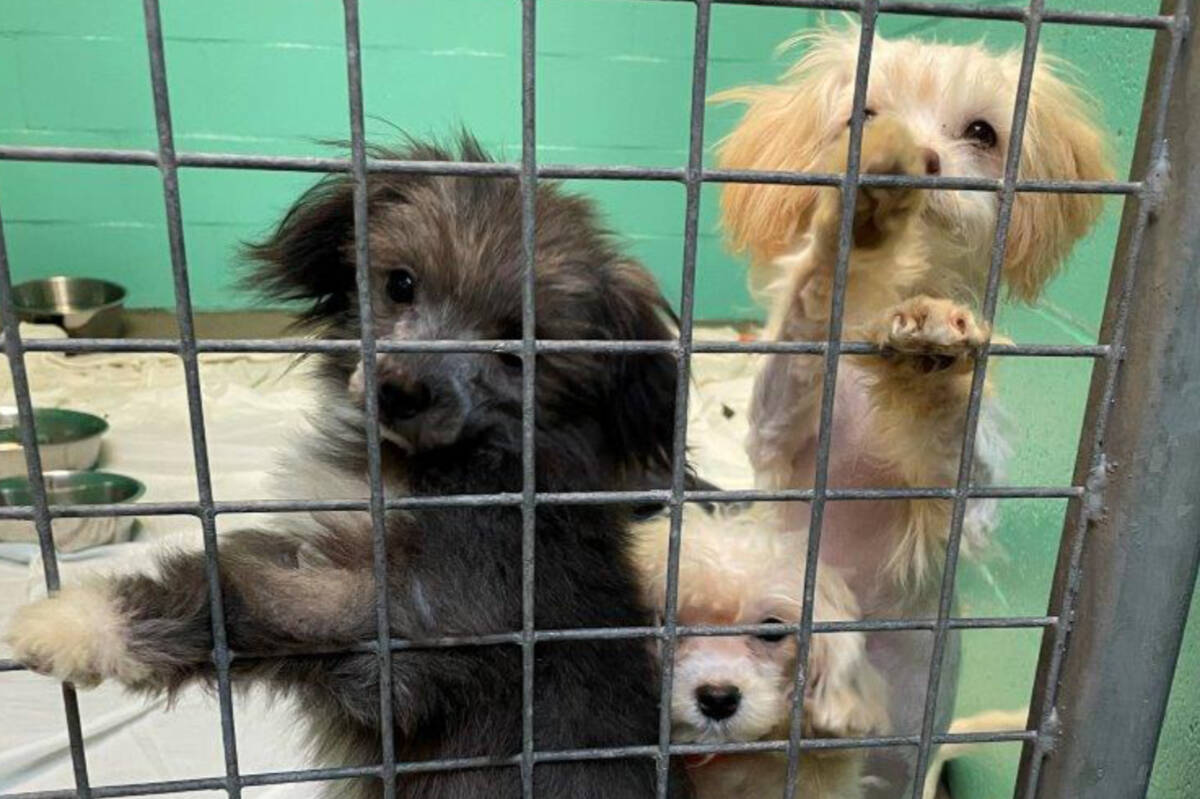Cats and dogs, 44 in total, were seized from a community off the coast of Vancouver Island and transported to Nanaimo for care. (Submitted photo)