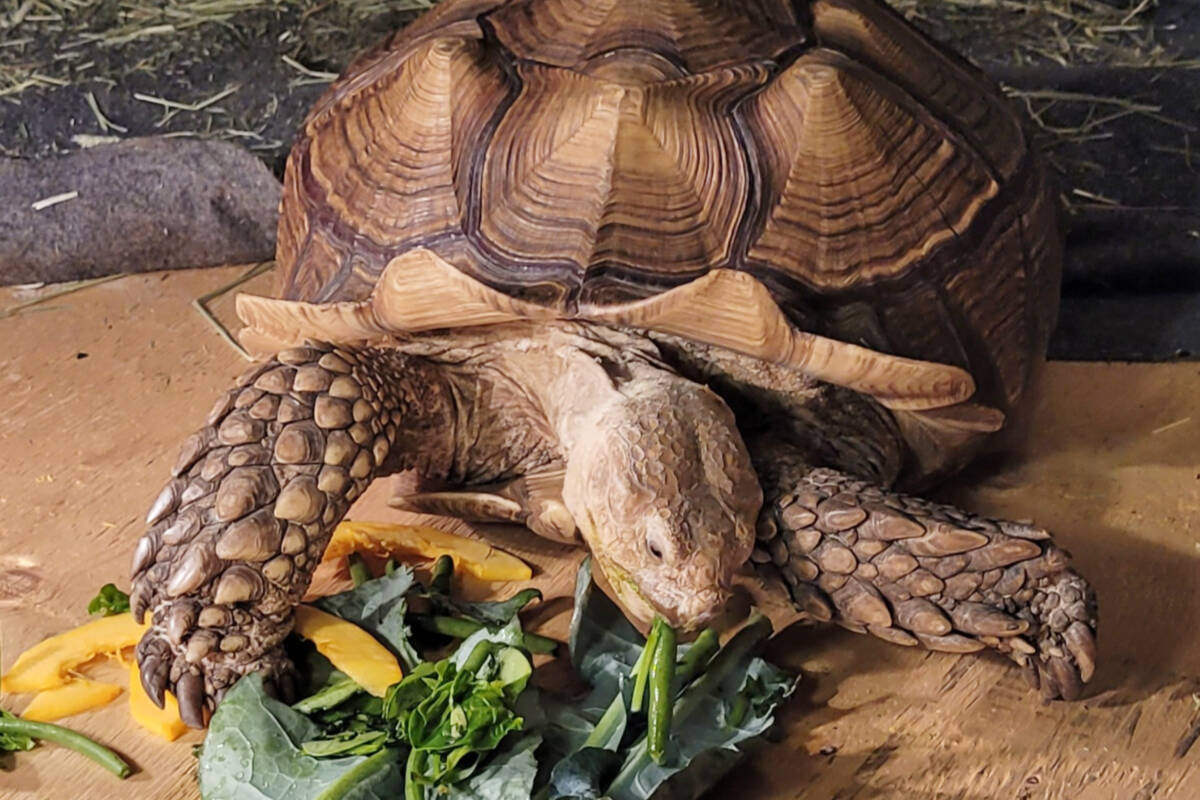 Frank The Tank, a sulcata tortoise found wandering in a Richmond field, has left the Maple Ridge branch of the BC SPCA for his forever home. (Mark Vosper/Special to The News)