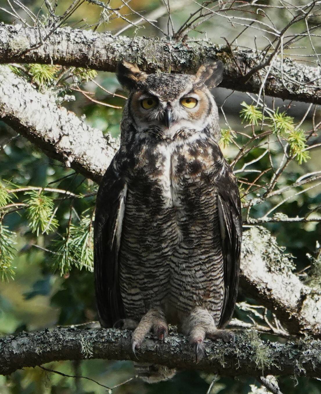 While unlikely, a great horned owl could carry off a big rabbit or a small cat, but could do serious damage in a failed attempt. (Photo by Ann Nightingale)