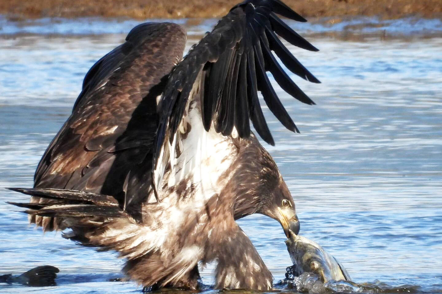 Thousands of bald eagles arrive in Harrison Mills to feast on pink salmon in the Harrison River. The Harrison River is among the most productive pink salmon areas in Canada. (Photo/Tourism Harrison)