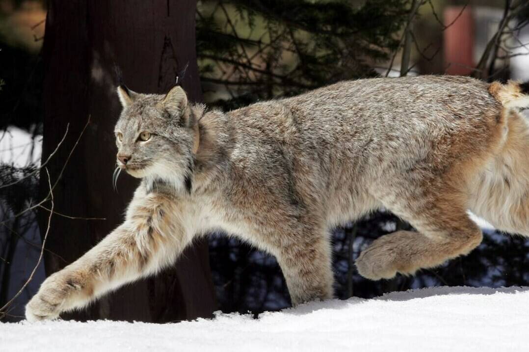 FILE - A Canada lynx heads into the Rio Grande National Forest near Creede, Colo., April 19, 2005. Federal officials on Friday, Dec. 1, 2023, proposed a $30 million recovery plan for Canada lynx in a bid to help the snow-dependent wild cat species that scientists say could be wiped out in parts of the contiguous U.S. by the end of the century. (AP Photo/David Zalubowski, File)