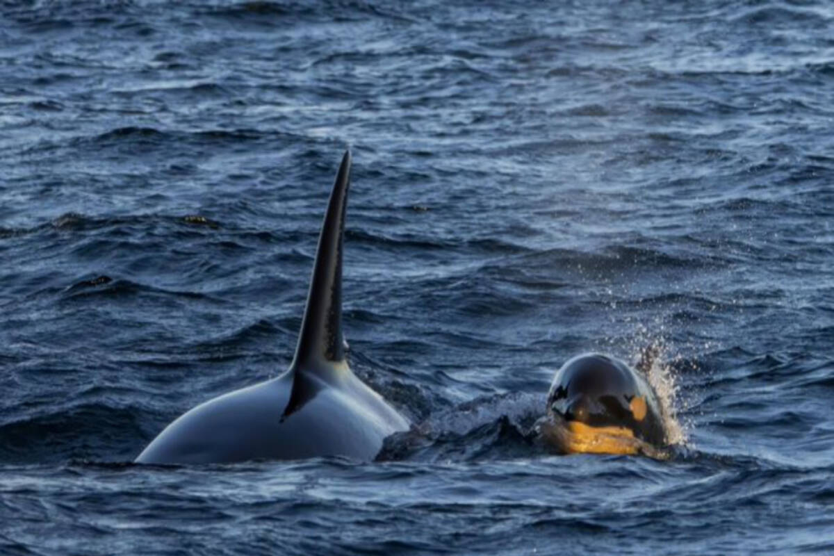 A Biggs calf was seen near the T46B2 pod of killer whales on Dec. 5. They are born orange, which is a mystery to scientists. (Eagle Wing Tours/Tomis Filipovic)