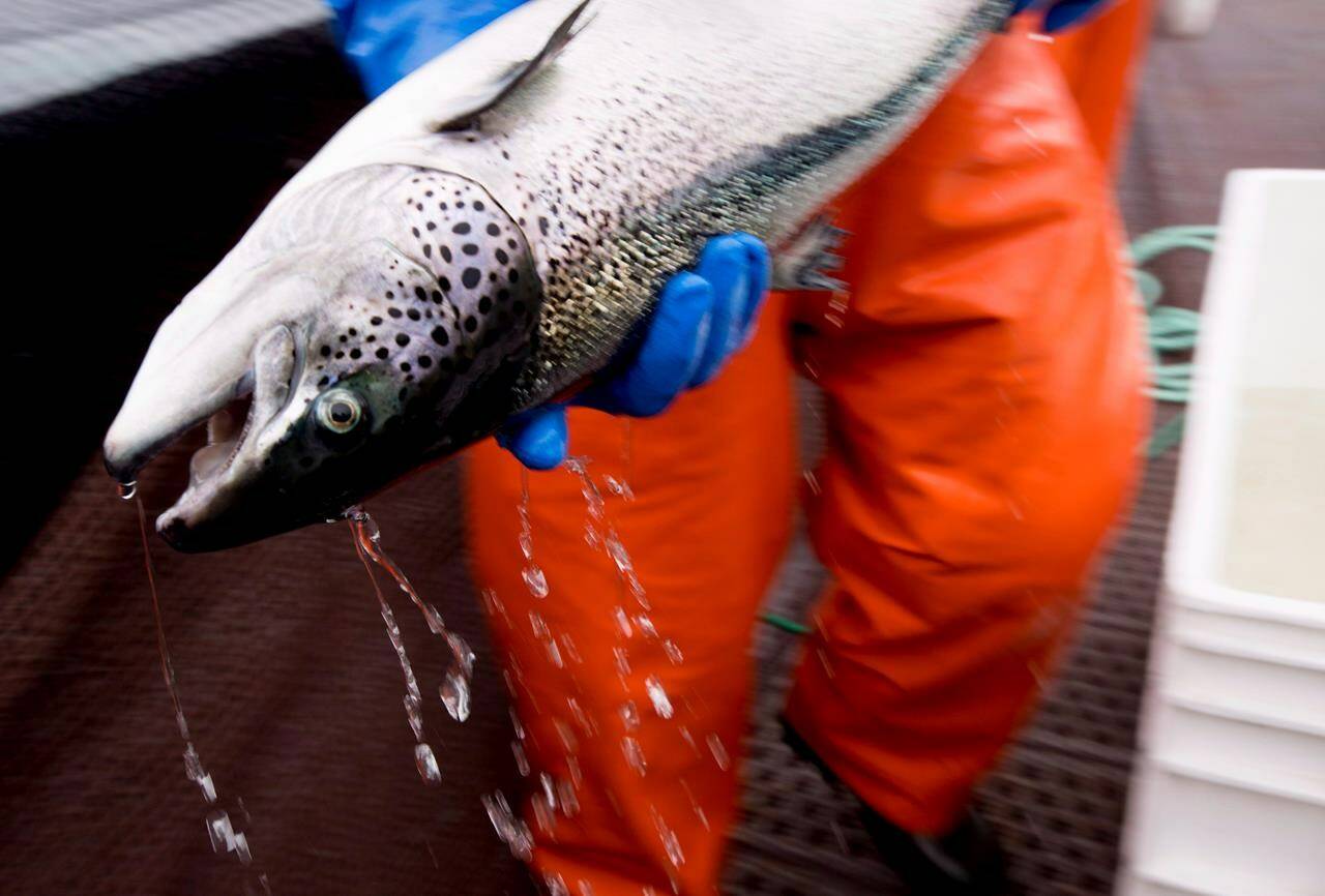 A salmon conservation group is raising concerns about reported increases in wild fish deaths, primarily herring, in British Columbia’s open-net fish farms. An Atlantic salmon is seen during a Department of Fisheries and Oceans fish health audit at a fish farm near Campbell River, B.C., Wednesday, Oct. 31, 2018. THE CANADIAN PRESS /Jonathan Hayward