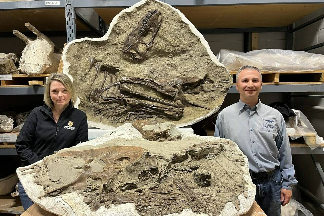 Curator of dinosaur paleoecology at the Royal Tyrrell Museum, François Therrien, right, and University of Calgary assistant professor Darla Zelenitsky stand next to a young specimen of a dinosaur called Gorgosaurus libratus in an undated handout photo. THE CANADIAN PRESS/HO-Royal Tyrrell Museum of Paleontology