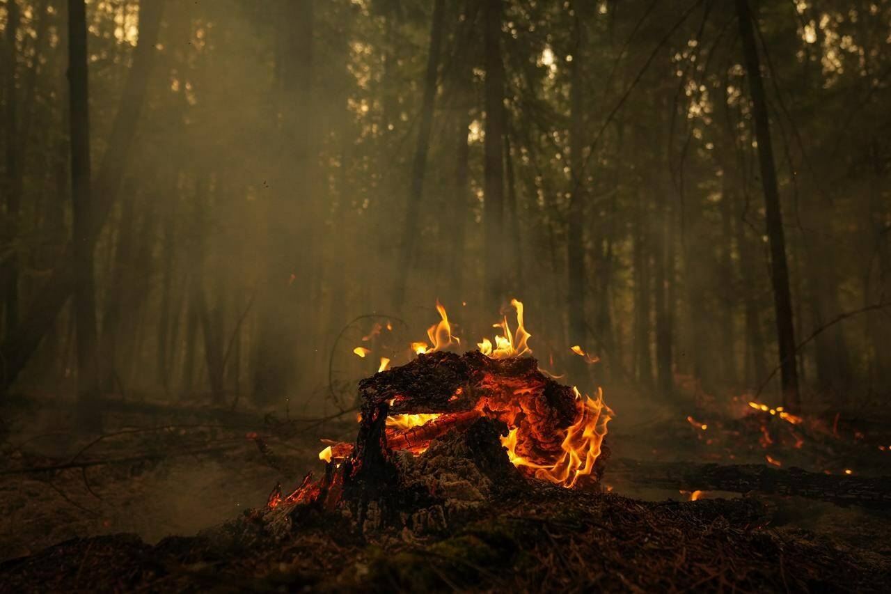 A fallen tree burns at the Lower East Adams Lake wildfire, in Scotch Creek, B.C., on Sunday, August 20, 2023. Firefighters in British Columbia’s southern interior continue to battle a number of significant wildfires even as cooler, wetter weather is anticipated in the region. THE CANADIAN PRESS/Darryl Dyck