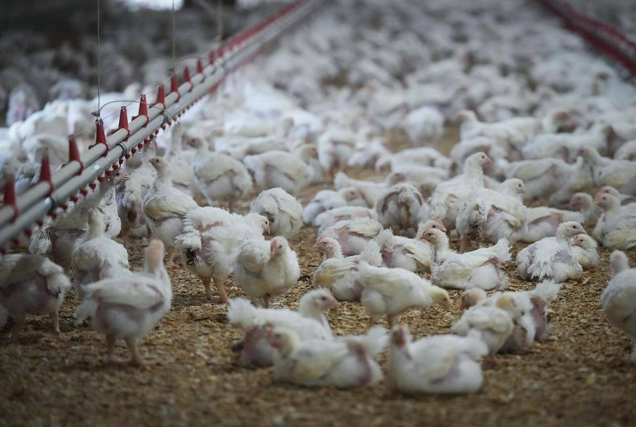 More than 50 poultry farms in British Columbia have been infected with avian flu since October, but animal health officials say that rate is slowing as the fall migration of wild birds ends. Chickens are seen at a poultry farm in Abbotsford, B.C., Thursday, Nov. 10, 2022. THE CANADIAN PRESS/Darryl Dyck