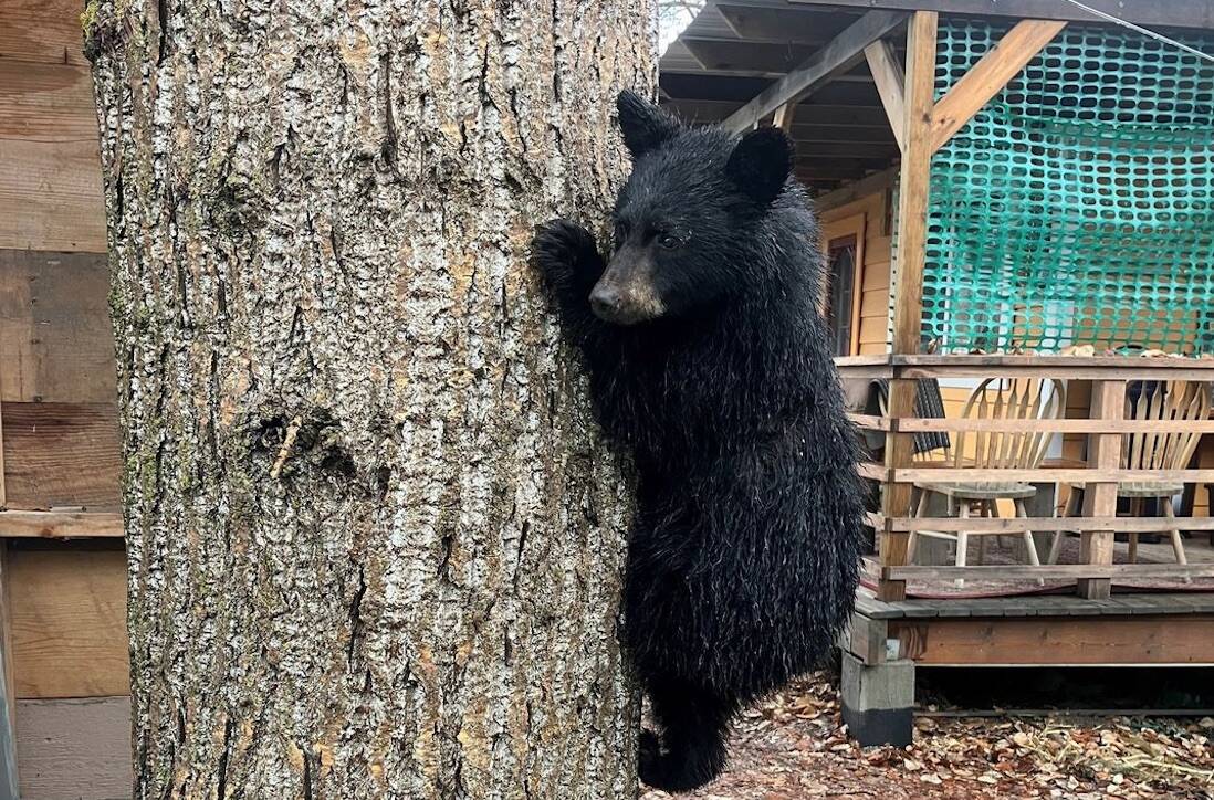 Sightings of the bear cub were first reported Thursday, Dec. 14. File Photo