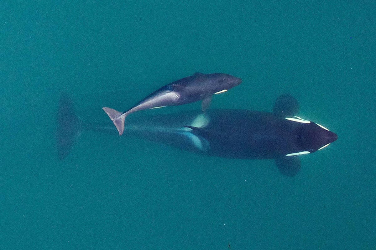 FILE - This September 2015 photo provided by NOAA Fisheries shows an aerial view of adult female southern resident killer whale (J16) swimming with her calf (J50). A new study in Nature shows contaminants are being found inside the bodies of southern resident and Bigg’s killer whales. (NOAA Fisheries/Vancouver Aquarium via AP, File)