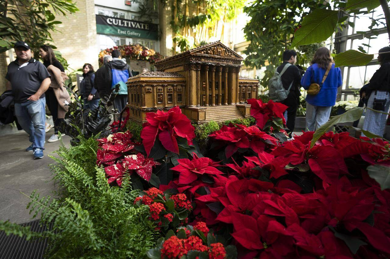 Visitors look at a replica of the U.S. Supreme Court adorned with different varieties of poinsettias on display at the Smithsonian’s U.S. Botanical Garden, Saturday, Dec. 16, 2023, in Washington. (AP Photo/Manuel Balce Ceneta)