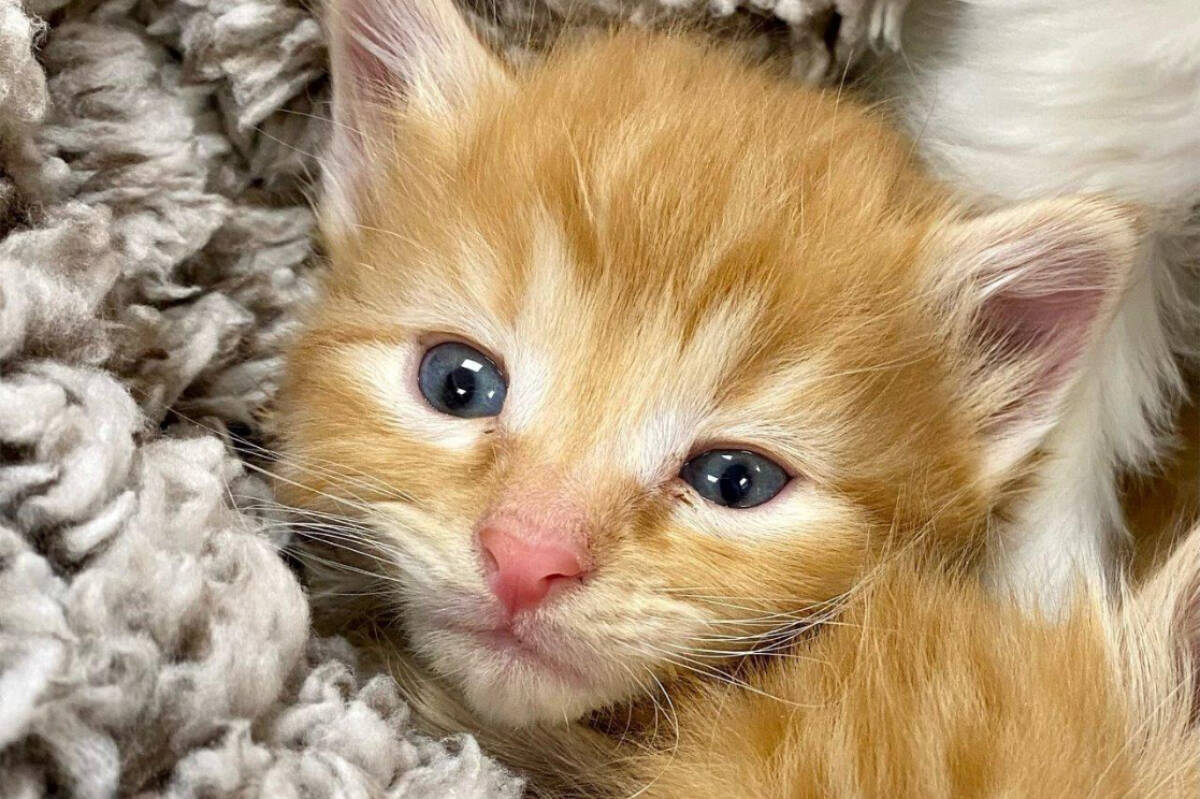 Leo was one of the kittens abandoned. (Courtesy of BC SPCA Victoria)