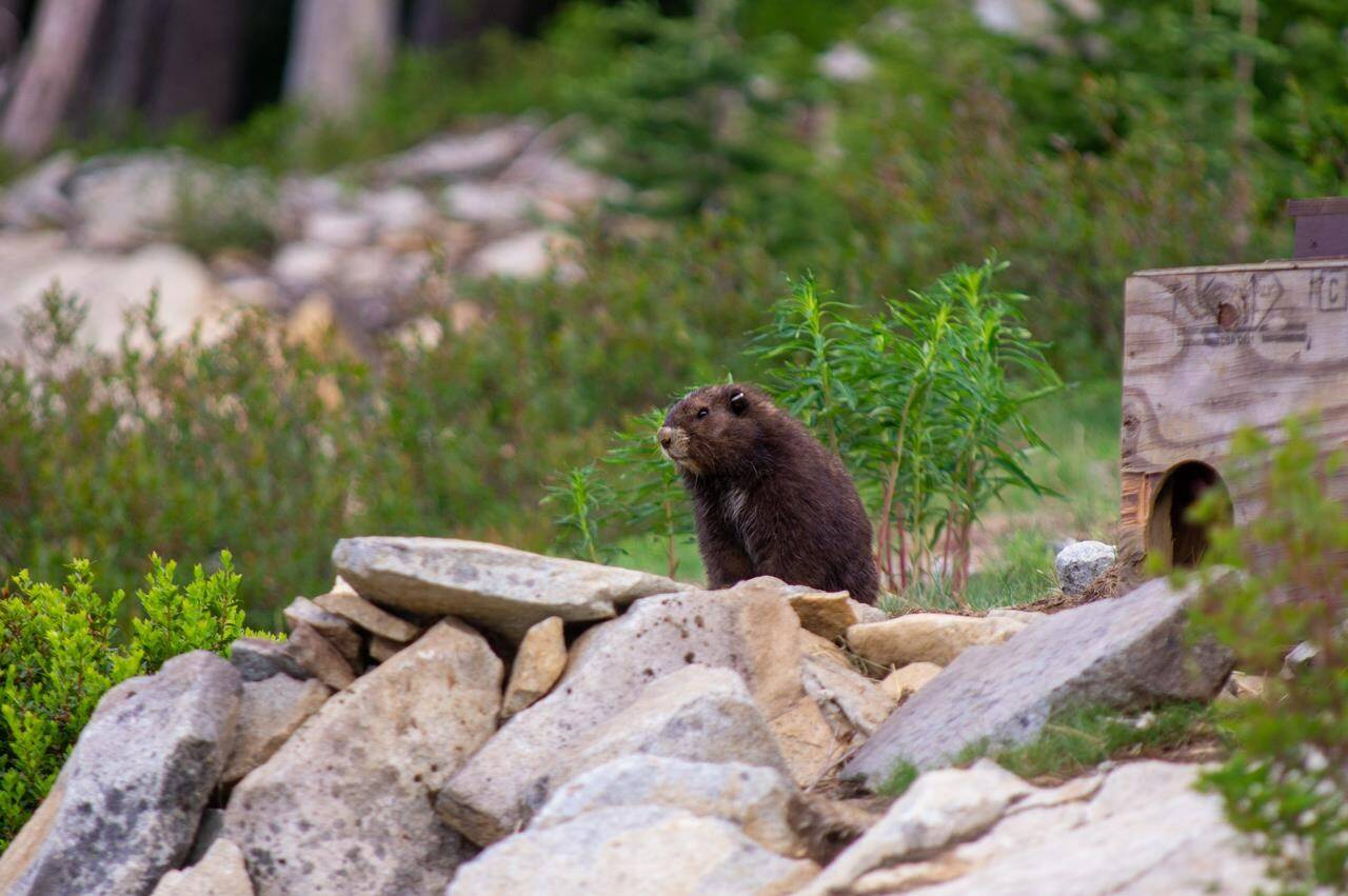 A Vancouver Island marmot named Bluebell, is seen in this handout photo in June 2023. The Vancouver Island marmot is one of the most endangered species on Earth. THE CANADIAN PRESS/HO, Adam Taylor